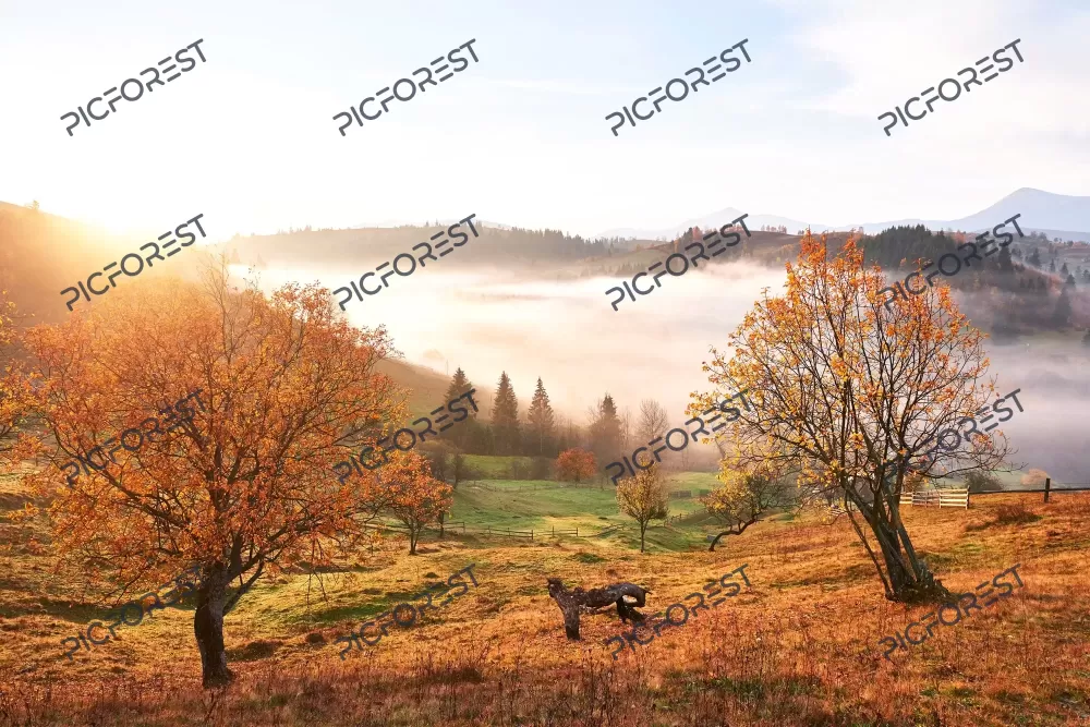 دانلود عکس جنگل پاییزی در یک ظهر آفتابی در بالای ابرها