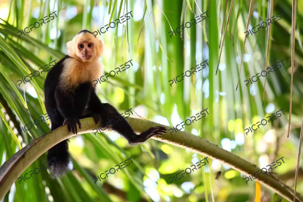 دانلود عکس میمون کاپوچین در داخل جنگل نشسته بر روی شاخه درخت