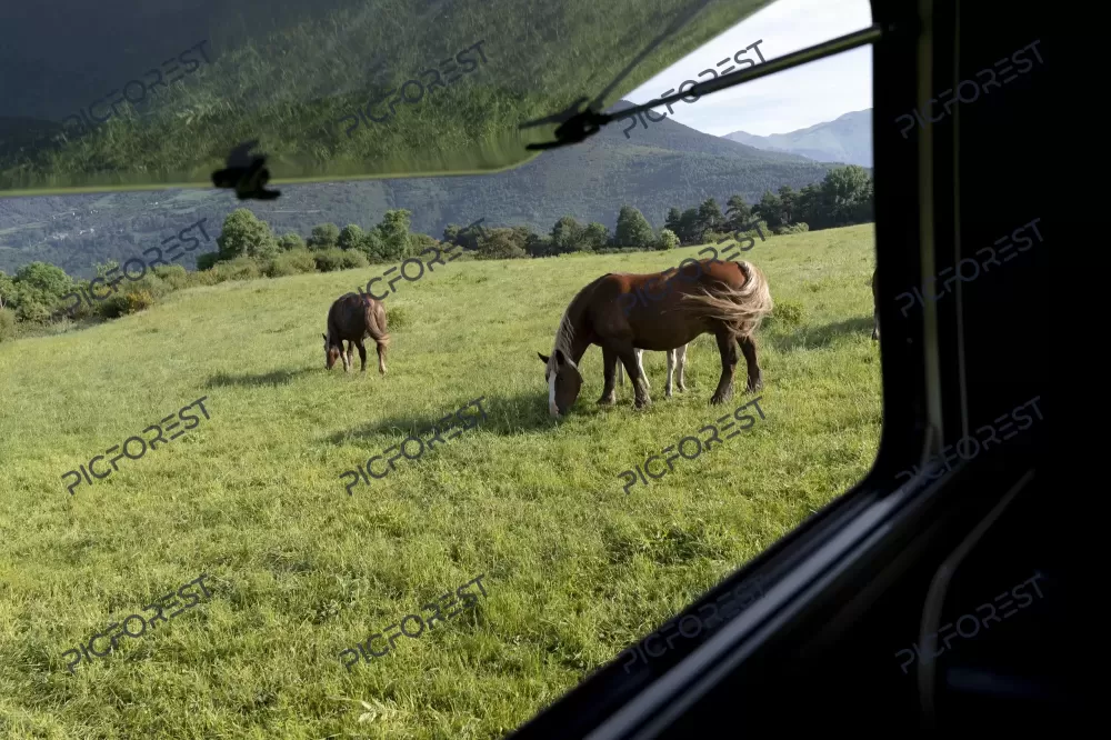 دانلود عکس تعدادی اسب در یک تپه